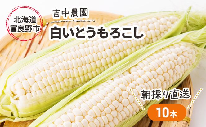【2026年7月～発送】北海道 富良野産 朝穫り 白い とうもろこし 10本入り (吉中農園) とうもろこし とうきび コーン 野菜 新鮮 甘い ジューシー 贈り物 ギフト 道産 直送 ふらの
