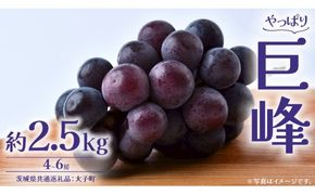 巨峰 2.5kg (4～6房)【2026年8月下旬発送開始】(茨城県共通返礼品：大子町) ぶどう 葡萄 ブドウ フルーツ 果物 スイーツ