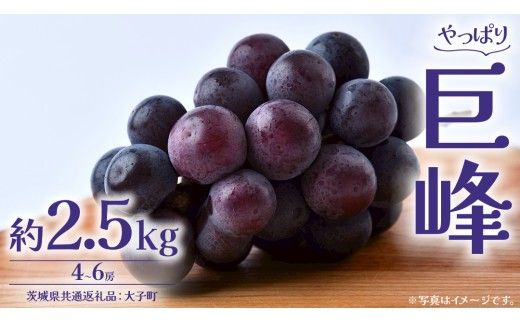巨峰 2.5kg (4～6房)【2026年8月下旬発送開始】(茨城県共通返礼品：大子町) ぶどう 葡萄 ブドウ フルーツ 果物 スイーツ