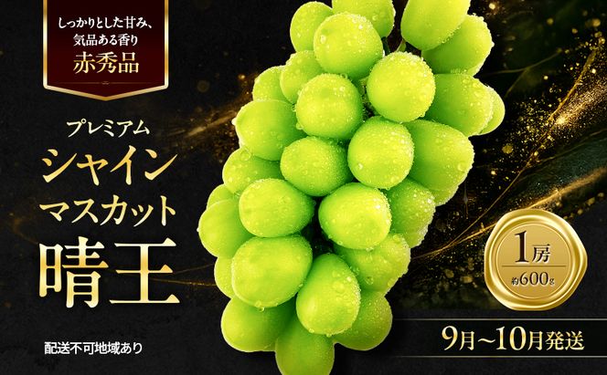 ぶどう 2026年 先行予約 赤秀ぶどう プレミアム シャインマスカット 晴王 1房 600g 9月～10月発送 船穂産 赤秀品 皮ごと食べる みずみずしい 糖度保証 岡山県産 満天フルーツ