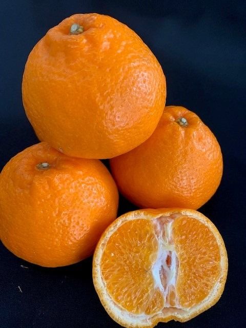 完熟はるみオレンジ 赤秀品 5kg （L～3Lサイズ混合/サイズ指定不可） CC35