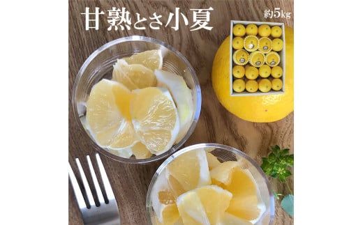 【先行予約】甘熟とさ小夏 約5kg S～Lサイズ〈2027年4月上旬～2027年5月中旬頃発送〉  / 特選品 贈答用 果物 柑橘 フルーツ こなつ 小夏 すくも小夏 宿毛小夏 日向夏 ニューサマーオレンジ みかん 高知県【白木果樹園】 [BQAI030]