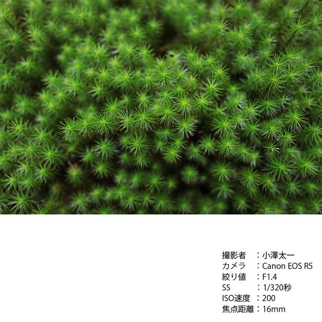 SIGMA 16mm F1.4 DC DN | Contemporary【Lマウント】
