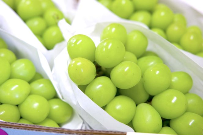 【2026年発送分 先行予約】激レア【糖度20度以上】極上シャインマスカット ４kg以上  フルーツ 山梨県産 果物 シャイン マスカット ぶどう ブドウ 大粒 種なし