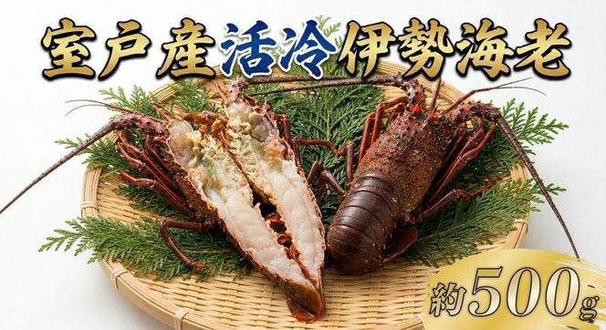 室戸産活冷伊勢海老【約５００g】　tk009