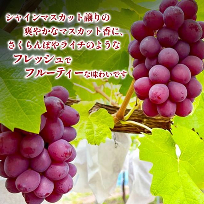 先行予約 2026年9月発送 クイーンルージュ(R)約2kg 3～5房 重量保証 信州 小諸 果物 フルーツ ぶどう ブドウ 種無し 甘い 完熟 季節限定 贈答用 大粒 産地直送 新鮮 お取り寄せ こだわり ギフト
