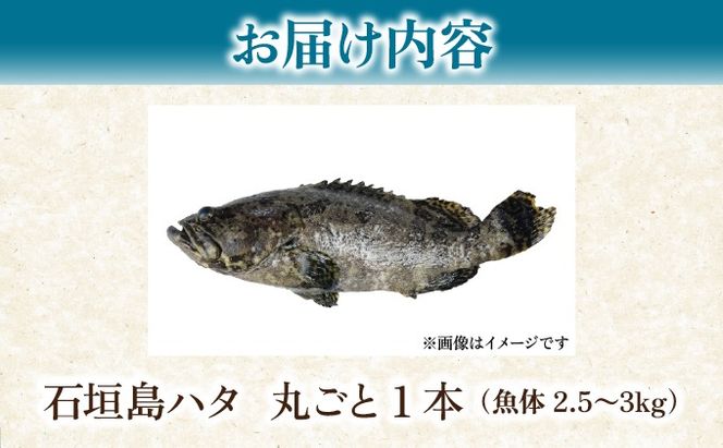 石垣島 ハタ 丸ごと1本 | 勝水産 ミーバイ ヤイトハタ 沖縄県石垣市 石垣 沖縄 石垣市 石垣島 KS-13