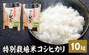 【値下げ】特別栽培米　コシヒカリ 白米5kg Amazon.co.jp: 【特別栽培米】 新潟こしひかり 白米 5kg 農家