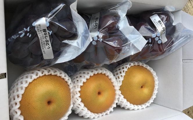 ［先行予約］［数量限定］梨とたなねし巨峰の詰め合わせ 約2kg　★2026年8月中旬頃より順次発送 BZ127