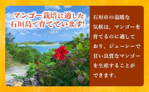 《2026年6月下旬～7月下旬発送》【先行予約】最高糖度20度！？ 完熟！3Lサイズ 石垣島マンゴー 約400g【 沖縄 石垣島 石垣 八重山 マンゴー 完熟マンゴー 期間限定 数量限定 沖縄県 石垣島産 】TF-10-1_R8