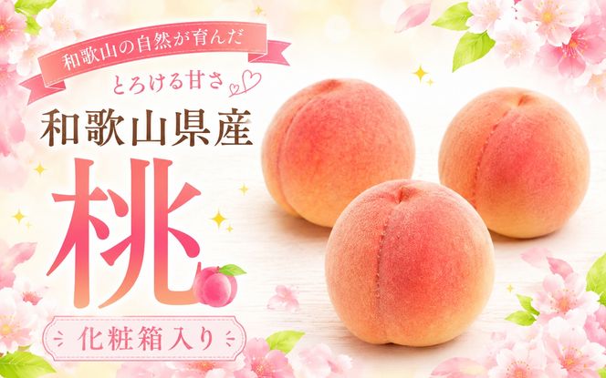和歌山の厳選白桃 約2kg【白鳳・清水白桃・川中島・もも・はくとう】【化粧箱入り】【2026年7月中に順次発送】※日付指定不可 【ikd718A】