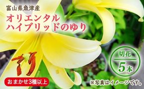 【早期予約】長引野丘陵 花の里 オリエンタルハイブリッド｜ゆり 切花 ※2026年6月～発送