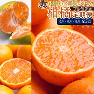 【定期便】厳選 柑橘定期便 S 3回（10～12月）※北海道・沖縄・離島への配送不可※10月・11月・12月に発送
