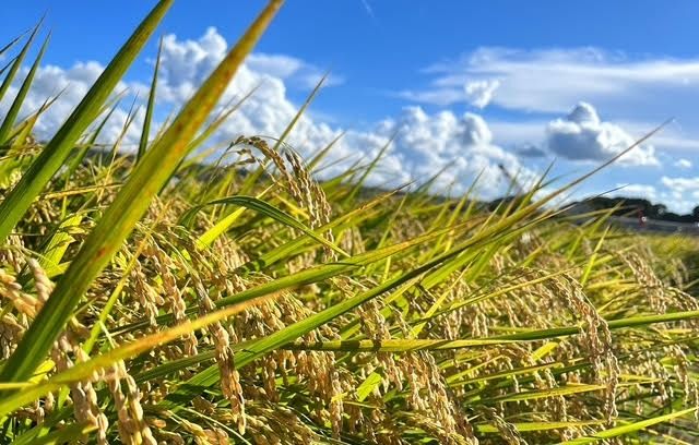 【令和8年産】限定30個「300年のお米」茨城県産コシヒカリ30kg 玄米 ※2026年10月～発送 | 栄養 お米 こしひかり こめ ご飯 おむすび おにぎり 茨城 常総