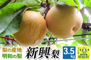 梨（新興 しんこう）3.5kg【10月下旬～11月上旬にお届け】 果物 フルーツ [梨 なし ナシ 和梨 ジューシー 果汁たっぷり 梨の産地 群馬県明和産 酸味 みずみずしい 日持ちする 新興 しんこう 人気品種]|10_mns-040301