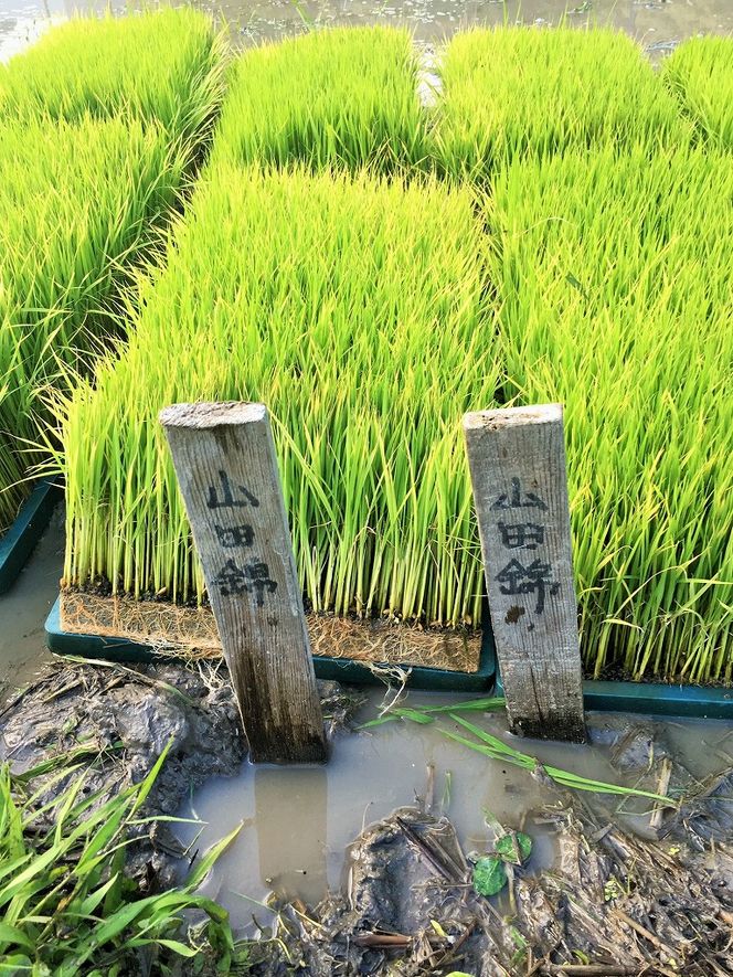 醸し人九平次 「別誂」（1,800ml）～西脇市産山田錦使用日本酒（純米大吟醸）～