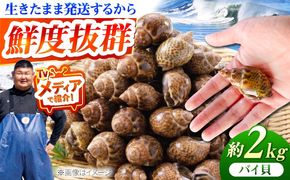 豊前海産 バイ貝 2kg (40〜66個前後) 《築上町》【明青丸】 バイガイ 貝 カイ[ABCB014]