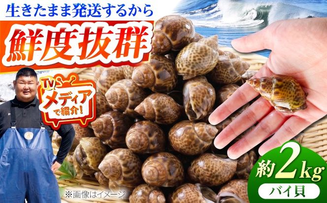 豊前海産 バイ貝 2kg (40〜66個前後) 《築上町》【明青丸】 バイガイ 貝 カイ[ABCB014]