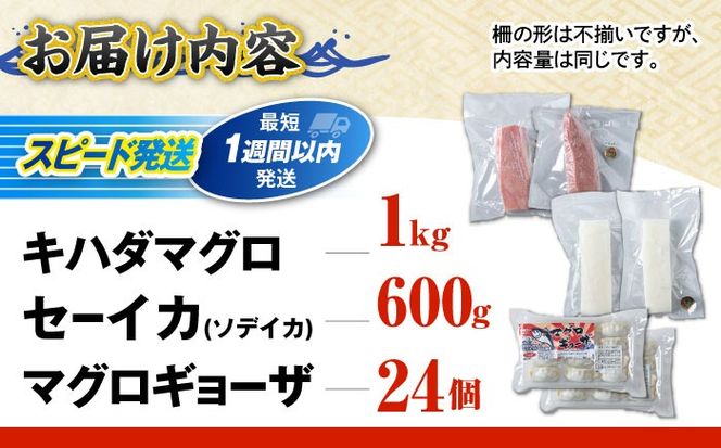 漁港直売店イチオシ3種セット (冷凍キハダマグロ1kg / セーイカ0.6kg / マグロギョーザ24個) 沖縄市 / 沖縄市漁業協同組合 パヤオ直売店[BCDZ004]