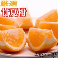 ＜4月より発送＞厳選 甘夏柑10kg+250g（傷み補償分）◇【初夏のみかん・旬の果物】【有田産】【光センサー食べ頃出荷】