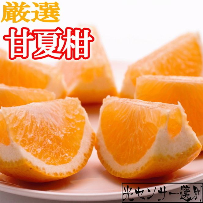 ＜4月より発送＞厳選 甘夏柑10kg+250g（傷み補償分）◇【初夏のみかん・旬の果物】【有田産】【光センサー食べ頃出荷】