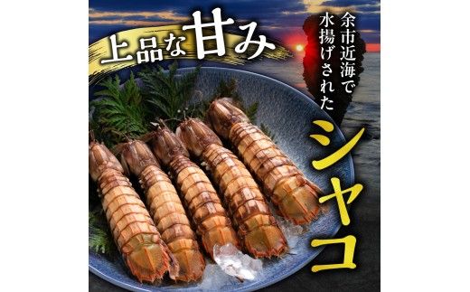 【獲れたての味！】ボタンエビ300g・甘エビ300g・ボイルシャコ300g 3種セット 獲れたて急速冷凍 北海道余市近海 海鮮 海の幸 超低温冷凍 鮮度抜群 刺身用  食べ比べ 詰め合わせ_Y022-0028