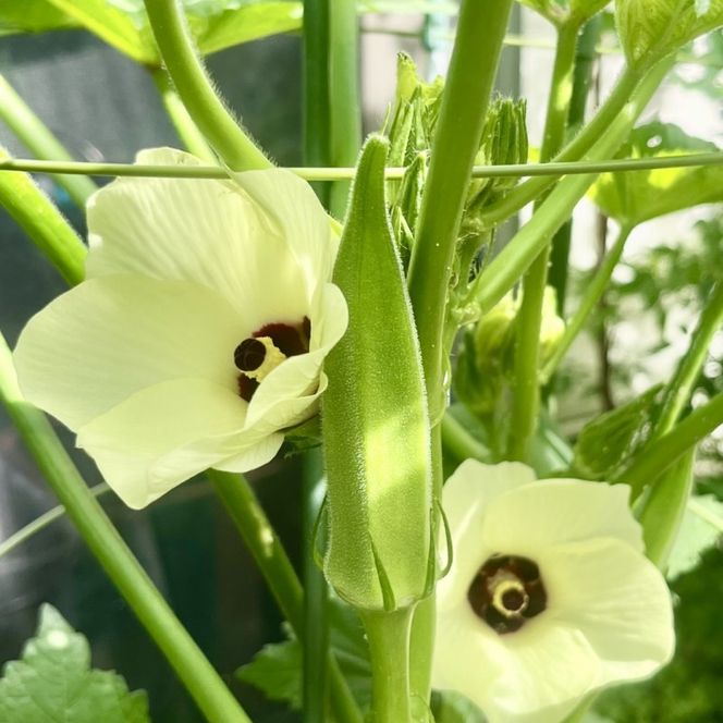 オクラ 約3kgバラ 野菜
