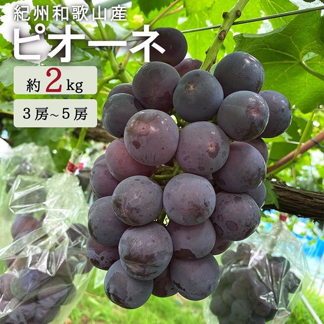 紀州和歌山産ピオーネ 約2kg◇ 