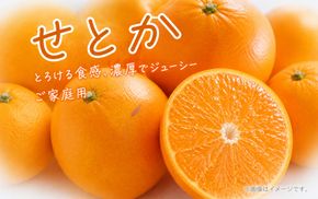 【ご家庭用訳あり】ジューシー柑橘 せとか 約3kg【先行予約】※2027年2月中旬頃〜2027年3月中旬頃発送予定（お届け日指定不可） せとか みかん ミカン 柑橘 フルーツ 果物 くだもの【uot834A】