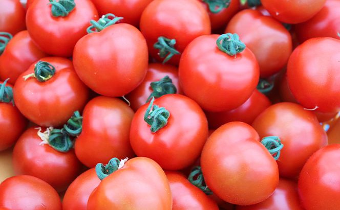 細野ファームの中玉トマト　フルティカ（1.5kg） 野菜 とまと 