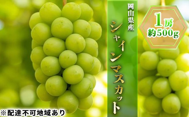 ぶどう 2027年 先行予約 シャイン マスカット 1房 約500g ブドウ 葡萄  岡山県産 国産 フルーツ 果物 ギフト