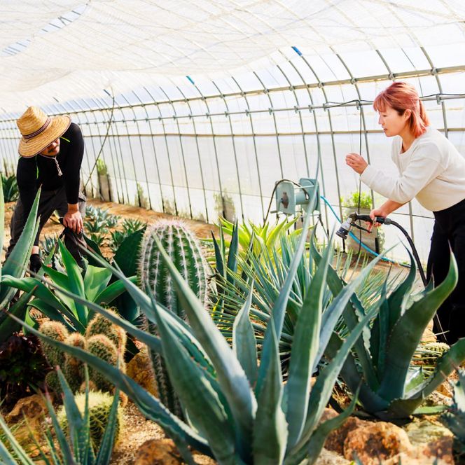 アガベ　パリー・トランカータ 6号鉢 鹿嶋市産 実生（KCP-29-b）
