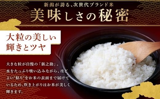 【新米受付・令和8年産米】新潟県村上市岩船産 新之助10kg（5kg×2袋）1099011N