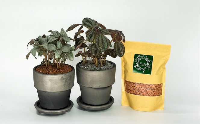 三河焼植木鉢ダークシルバー【テラチップ赤焼】プランター お手軽植物栽培セット 園芸 粘土 鉢 植物 土 シルバー 銀 赤 H188-006