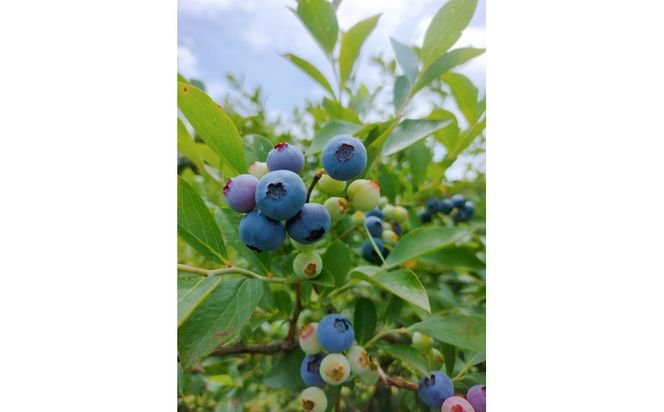 【期間限定】ブルーベリー狩り体験チケット（大人2名）【時間制限なし・食べ放題】 322032_EB011