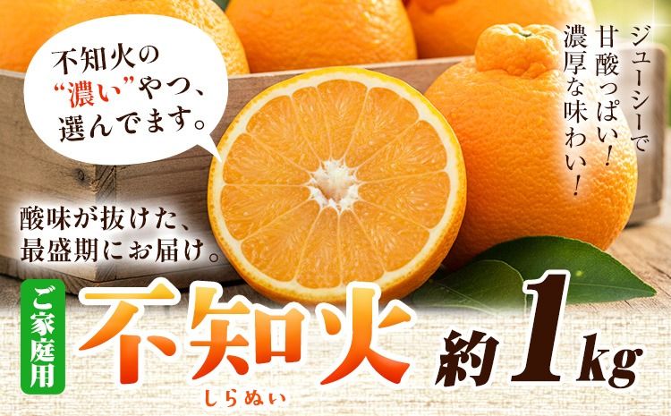 訳あり 不知火 デコポン 同品種 みかん ご家庭用 約1kg+250g(傷み補償) 池田鹿蔵農園 @日高町 [2月上旬-3月末頃より出荷予定]和歌山県 日高町 送料無料 しらぬい でこぽん 家庭用 訳あり不知火 訳ありデコポン [配送不可地域あり]---wsh_idn333_2j3m_25_7000_1kg---