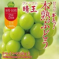 【2回定期便】木熟ぶどう ハレノシャイン シャインマスカット プレミアム 晴王 １房( 800g以上)2回お届け | シャインマスカット 晴王 ハレノシャイン 木熟ぶどう プレミアム 800g以上 1房 岡山県産 ぶどう 葡萄 大房 高糖度 甘い 種なし 皮ごと食べられる フルーツ 果物 人気 産地直送 寄付金額