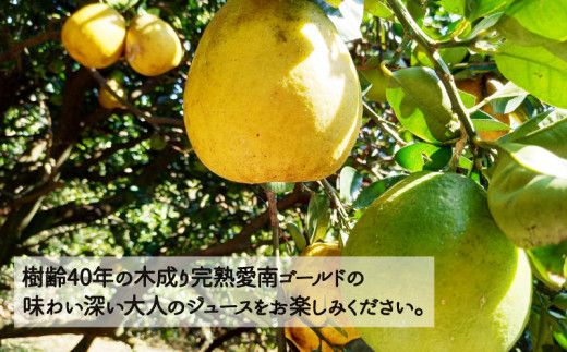 樹齢40年 愛南ゴールドジュース 720ml × 2本 河内晩柑 愛南ゴールド 焼酎 蒸留酒 果汁 無添加 ジュース 贈答 ギフト プレゼント 河内晩柑 ばんかん 柑橘 かんきつ 果汁 100% 愛媛 みかん 蜜柑 ゼリー 寒天 母の日 敬老の日 お歳暮 お中元 国産 愛南町青果市場