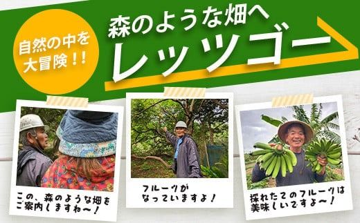 10月〜3月は1番人気の文旦も食べ放題＆お土産付！＜1回1組限定プライベート体験ツアー！＞農薬を使わない、仲原さんの「森のような畑」【 沖縄 石垣島 畑 果樹園 見学 体験 ツアー 食育 野菜 果物 沖縄のいいもの石垣島 】OI-21-1