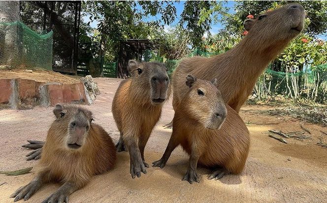 東南植物楽園 入園券 ＆ ランチ券 (大人2名) 入場券 チケット 植物園 テーマパーク 観光 沖縄市 / 株式会社東南植物楽園[BCBY005]