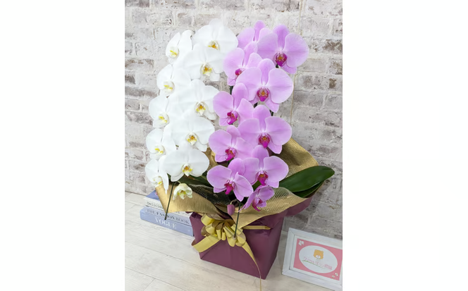 B098　【☆新機能☆ZERO胡蝶蘭】　紅白胡蝶蘭　２本立て＊白・ピンク＊（大輪）＜７つの特典付き！＞〈約高さ８５ｃｍ、横幅４０ｃｍ、奥行き４０ｃｍ〉22輪以上