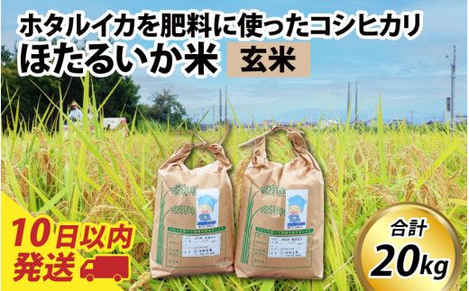 【訳あり】ほたるいか米（玄米20kg）【通年発送】