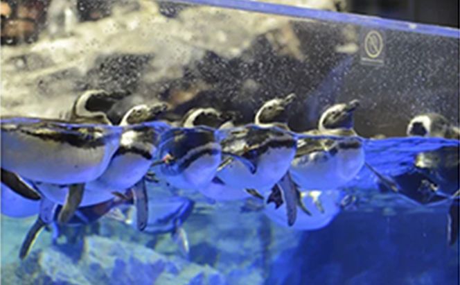 水族館 東京 すみだ水族館 年間パスポート 大人2名 子供1名 チケット 引換券 利用券 入場券 券 スカイツリー 体験 体験チケット 優待券 アクティビティ ペンギン 体験ギフト 体験型 ギフト ペア 子供 旅行 東京都 墨田区