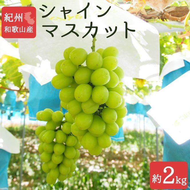 紀州有田産シャインマスカット　約2kg【先行予約】【2026年8月下旬以降発送予定】 AN022