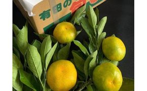 BF6041n_【2026年先行予約】 ゆら早生みかん 5kg 赤秀 Sサイズ