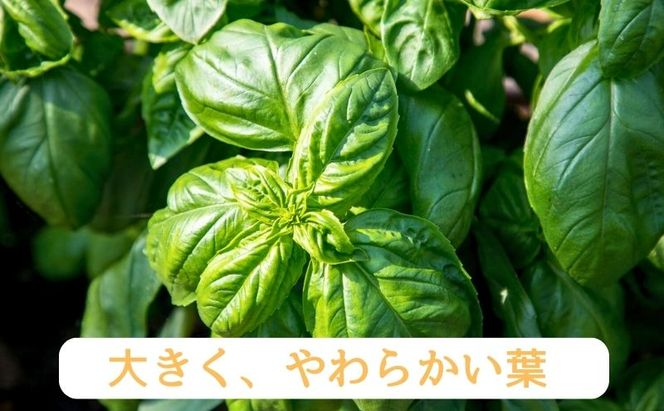 温室野菜 sano 生バジルソース２本セット 加工食品 ソース 