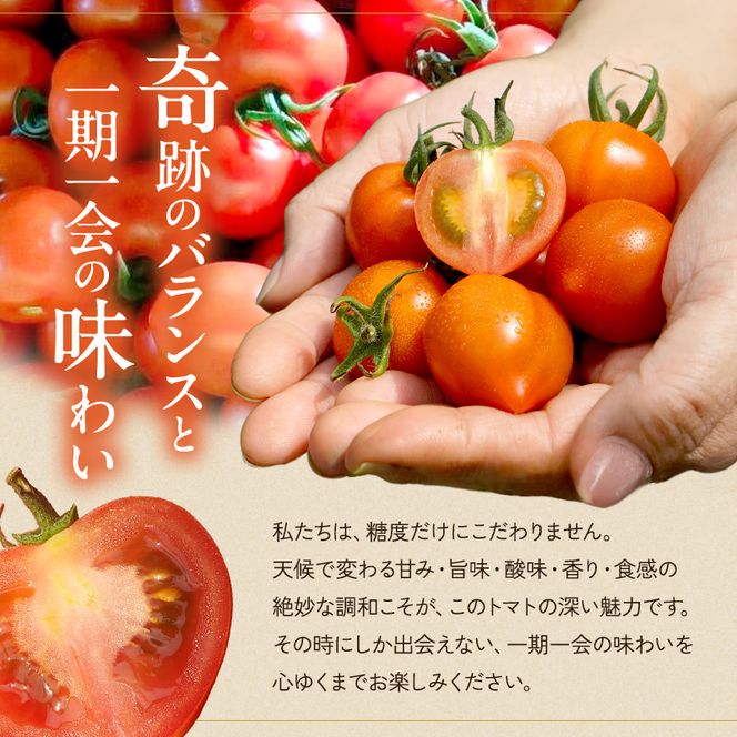 よしよし畑のあま～い トマト ( 中玉トマト ) 1.8kg ～ 2kg 程度 新鮮 産地直送  とまと おいしい おすすめ ギフト お取り寄せ