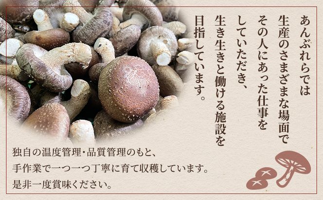 【遠州どまんなかしいたけ】 生しいたけ・乾燥しいたけセット (生しいたけ 約400g , 乾燥しいたけ　丸大 80g1袋 丸小 30g1袋 , スライス 小35g2袋)　干し椎茸 産地直送 国産 料理 素材 出汁 日本料理 就労支援 福祉 静岡 袋井