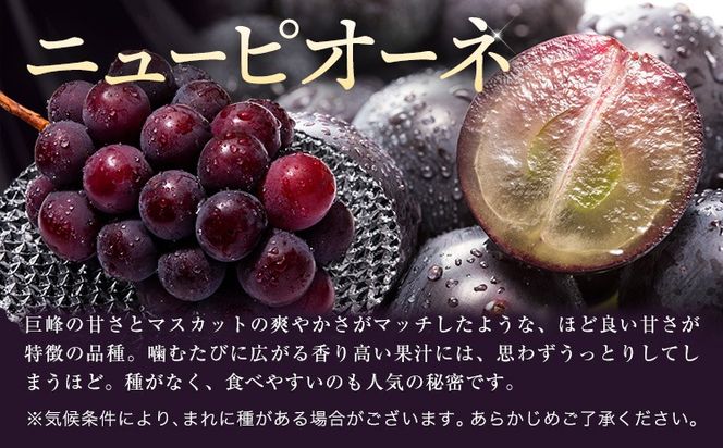 【ふるプレ限定品】 ニューピオーネ シャインマスカット「 晴王 」 詰め合わせ 1.3kg 各1房 約650g 《9月上旬-10月下旬頃発送》---yakage_loc_19_h---