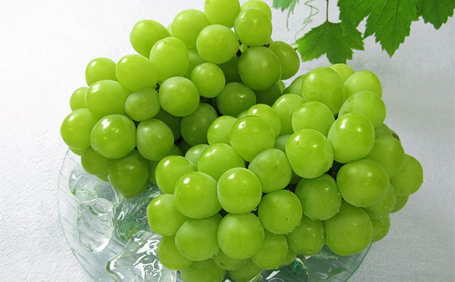 ぶどう 2026年 先行予約 マスカット・オブ・アレキサンドリア 2～3房 合計1.0kg以上 マスカット ブドウ 葡萄  岡山県産 国産 フルーツ 果物 ギフト 環山堂 